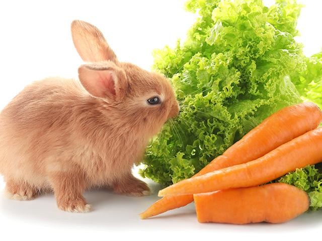 意外と知られていない うさぎが食べていい野菜 悪い野菜 毎日が発見