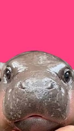 ความลับอุอิอา