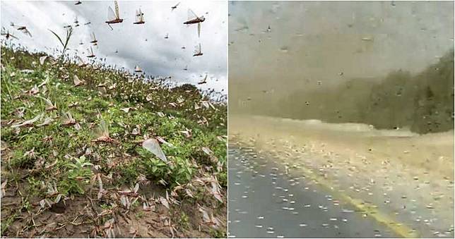 密集恐懼症慎入！蝗蟲大軍狂襲　柏油路秒變「鵝黃色」地毯