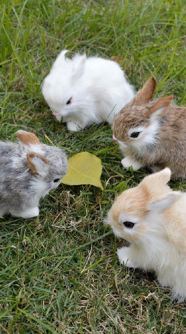 Rabbit Like Club กระทู้のオープンチャット