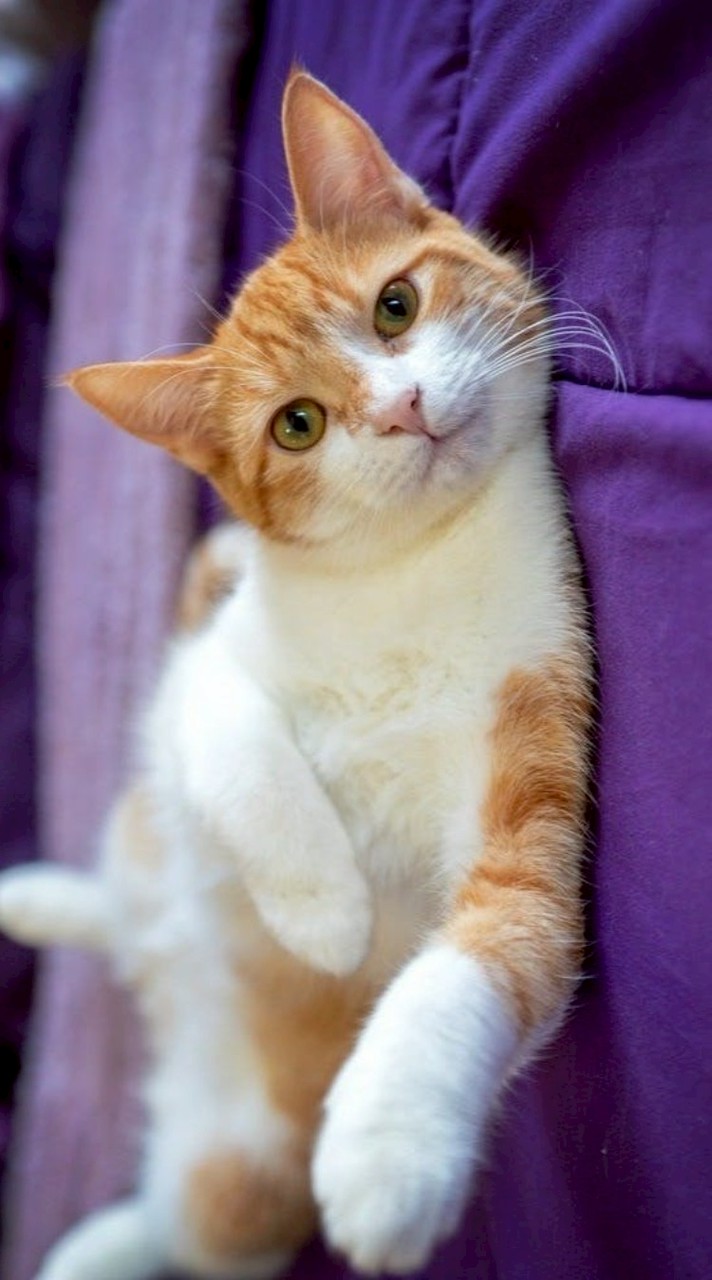 貓咪俱樂部🐱🐈