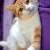 貓咪俱樂部🐱🐈