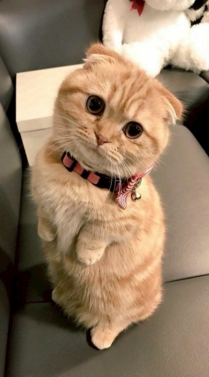 貓咪俱樂部🐱🐈
