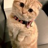 貓咪俱樂部🐱🐈