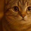 貓咪不正常🐱🐈研究社