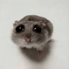 MS競爭者團