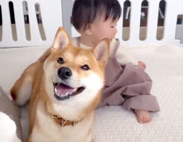 赤ちゃんも魅了される柴犬兄さんのモフモフした魅力