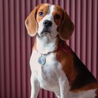 Beagle Club Thailand