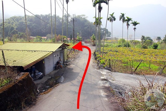 台中新社梅花秘境