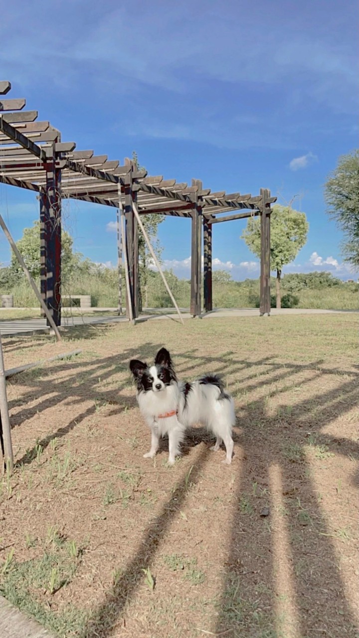 蝴蝶犬🦋家族