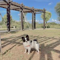 蝴蝶犬🦋家族
