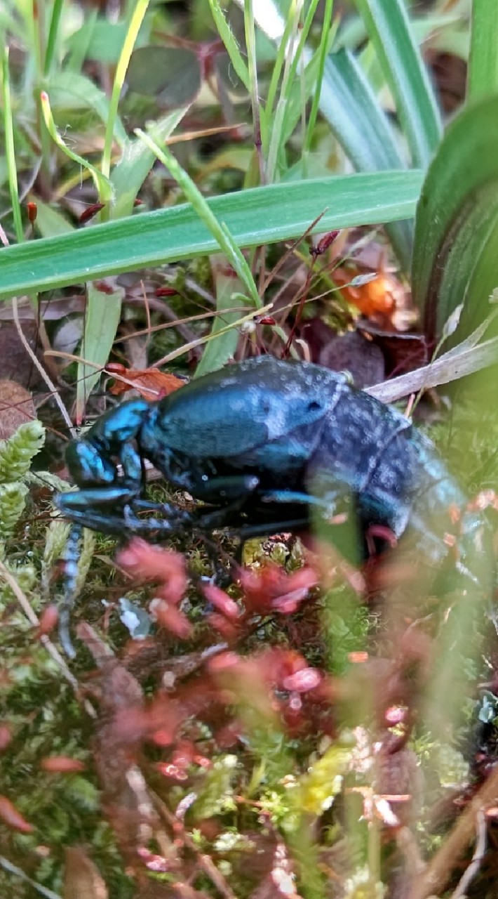 🦋🐟🕷生物観察同好会🐢🐸🦂