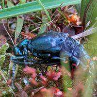 🦋🐟🕷生物観察同好会🐢🐸🦂