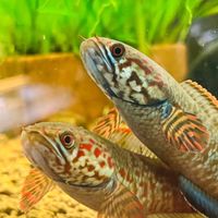 有間魚蝦坊FISH&SHRIMP 專屬商店街