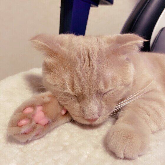 クセになっちゃうかわいさ 猫の肉球に隠されたヒミツ