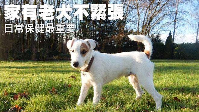 家有老犬不緊張日常保健最重要 哈寵誌 Line Today