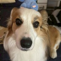 抵禦狒狒
