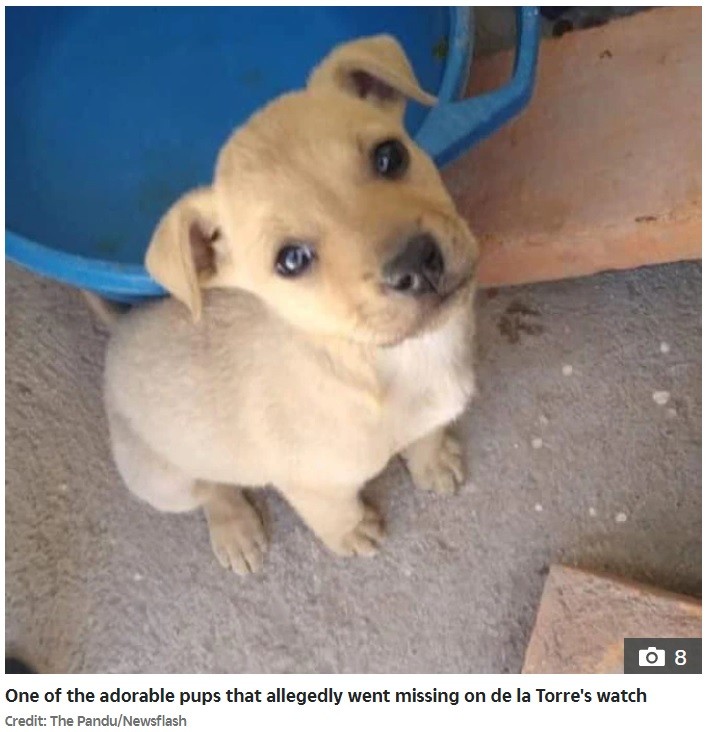 譲り受けた11匹の子犬をヘビの餌にしていた男 メキシコ