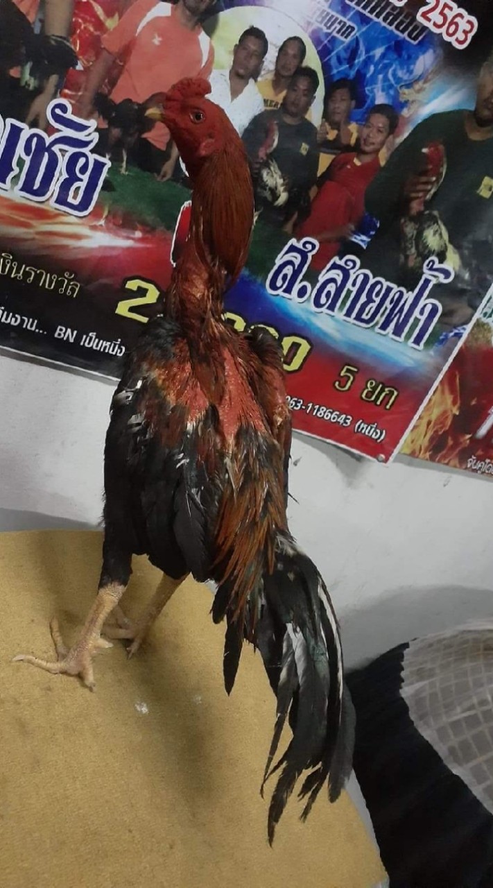 ส.ขวัญชัย