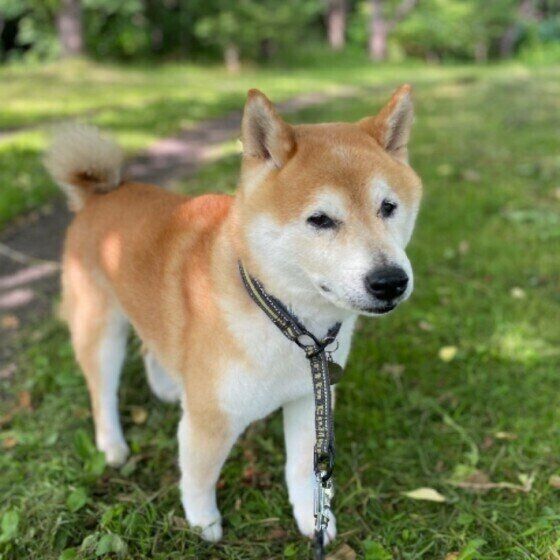 犬の 注意すべき呼吸の仕方 とは いぬのきもちnews