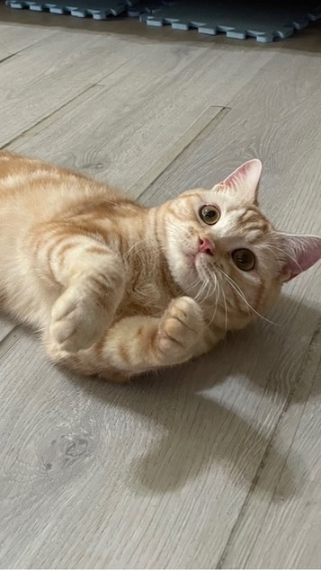 嘟嘟日常🐱