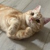 嘟嘟日常🐱