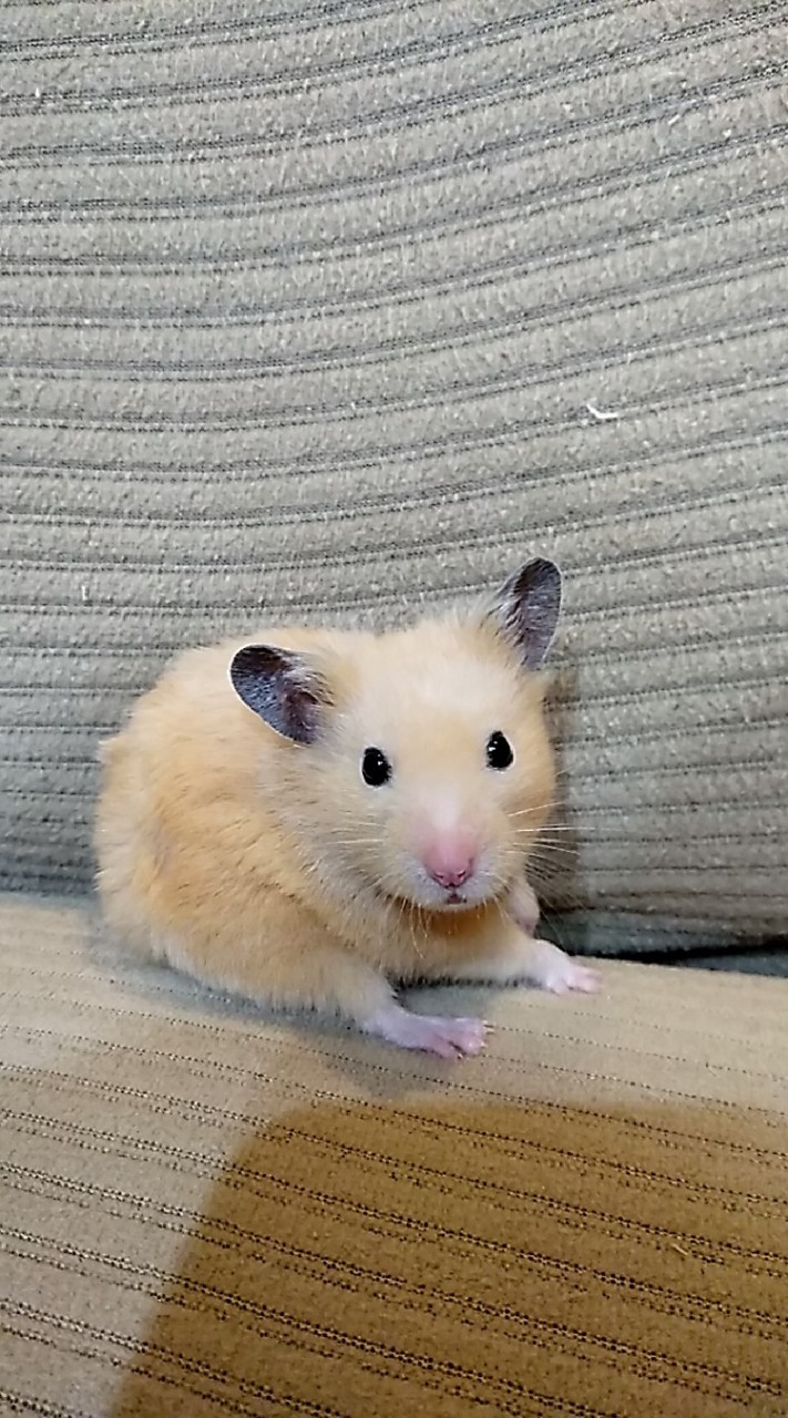 ペット飼ってる人集まれ‪.ᐟ‪.ᐟ‪.ᐟのオープンチャット