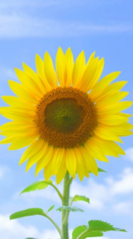 🌻たかねっこ広場🌻