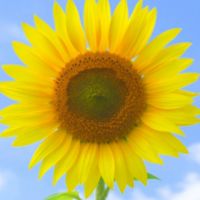 🌻たかねっこ広場🌻