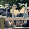 ハニワの動画宝庫
