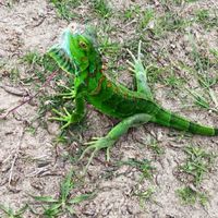 鬣蜥帝國