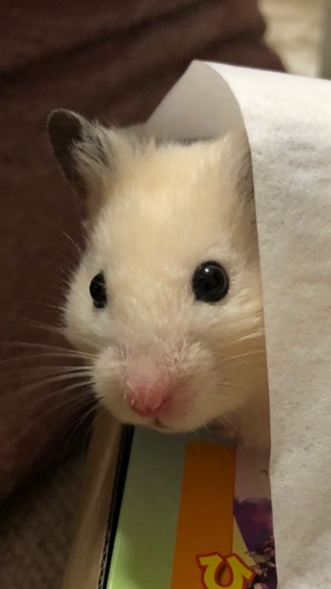 ハムスター🐹キンクマとか OpenChat
