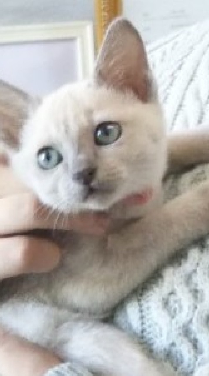 シャム系の猫好き(飼っている方、好きな方) 集まれ❣️のオープンチャット