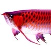 摸魚專業水族