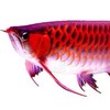 摸魚專業水族