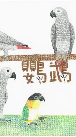 鸚鵡齊聚