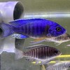 🐟慈鯛工作室🐟競標水族交流群