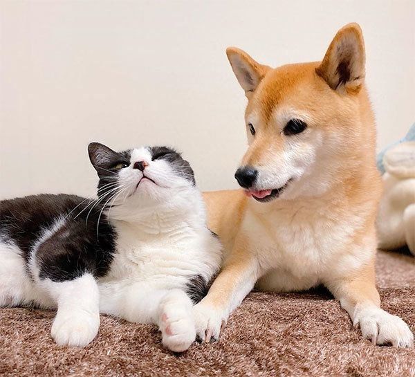 ラブラブっぷりがすごい 猫 柴犬 の最強コンビ