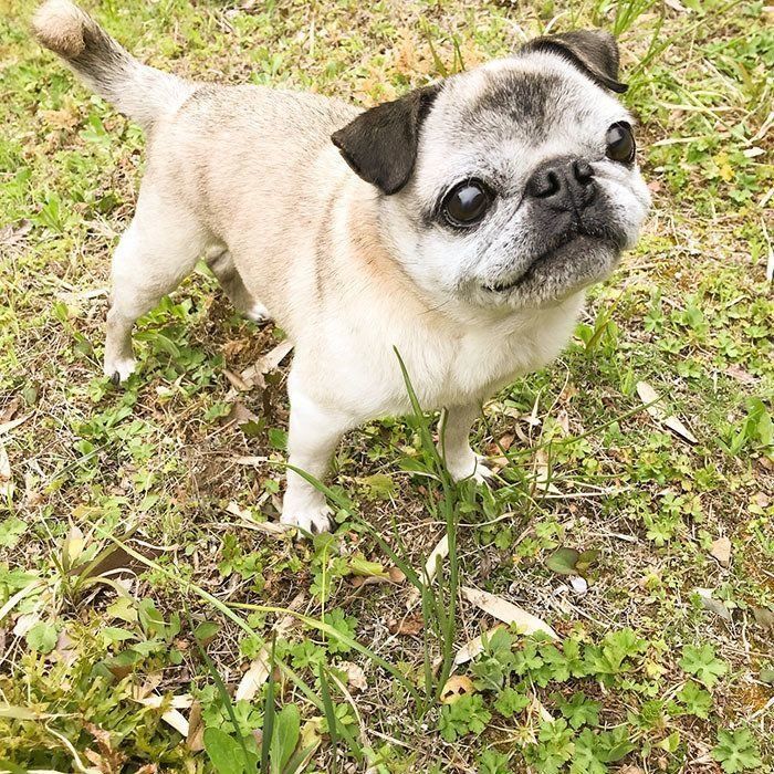 犬が飼い主さんの足元で寝る深 いワケ 画像集付きで解説