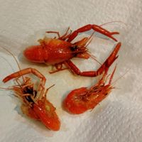 この世界を喰らい隊‼
