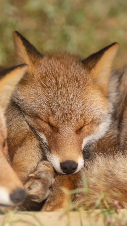 キツネの家🦊
