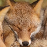 キツネの家🦊
