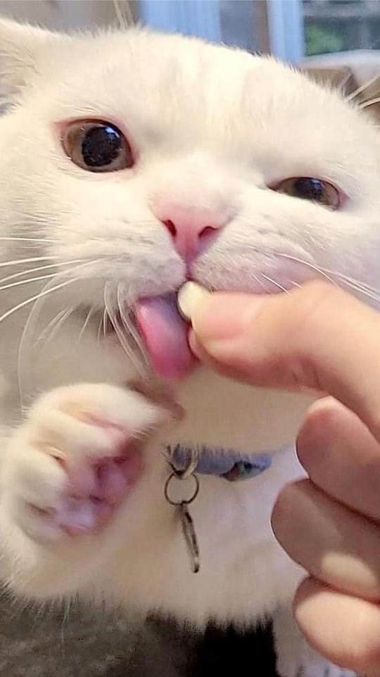 素食蔬食者的聊天室