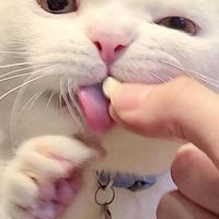 素食蔬食者的聊天室