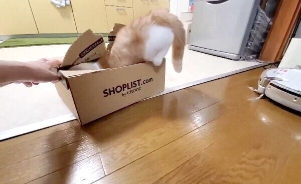 妹が入っていたダンボールを奪う兄猫 やっぱりね