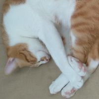 胖橘