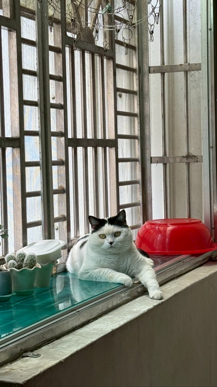 小貓咪的生活點滴