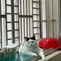 小貓咪的生活點滴