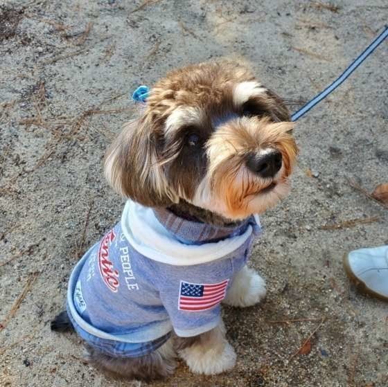 実は法律違反 自転車での犬の散歩に対する飼い主の声は