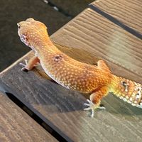 結束痛苦不等於自我了結